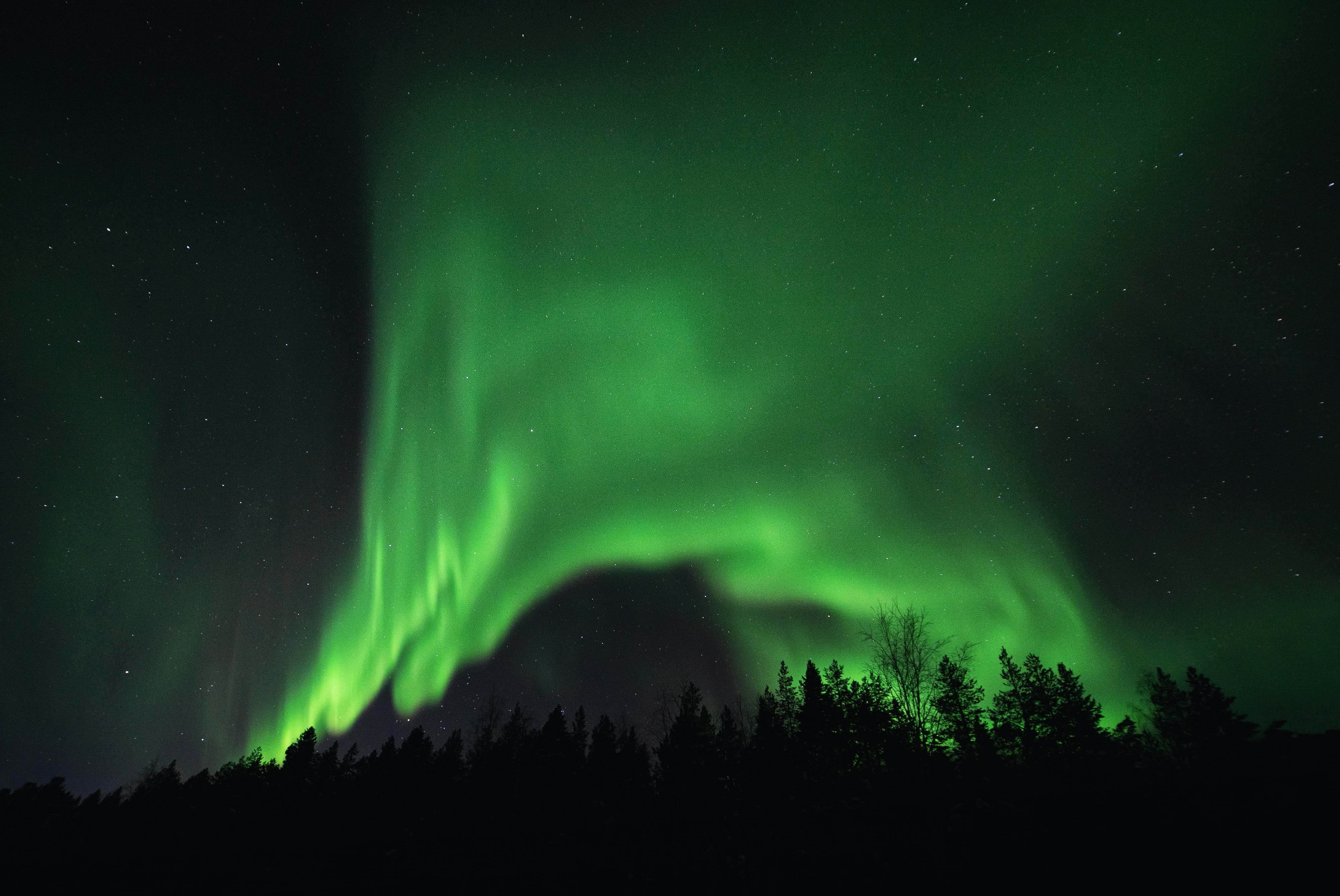 Bright green and curvy northern lights over trees.